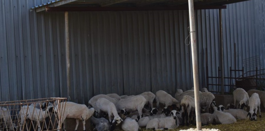 Του κατασπάραξαν τα πρόβατα σε μια νυχτα-Πανω απο 3.500 ευρω η οικονομική ζημιά (βίντεο)